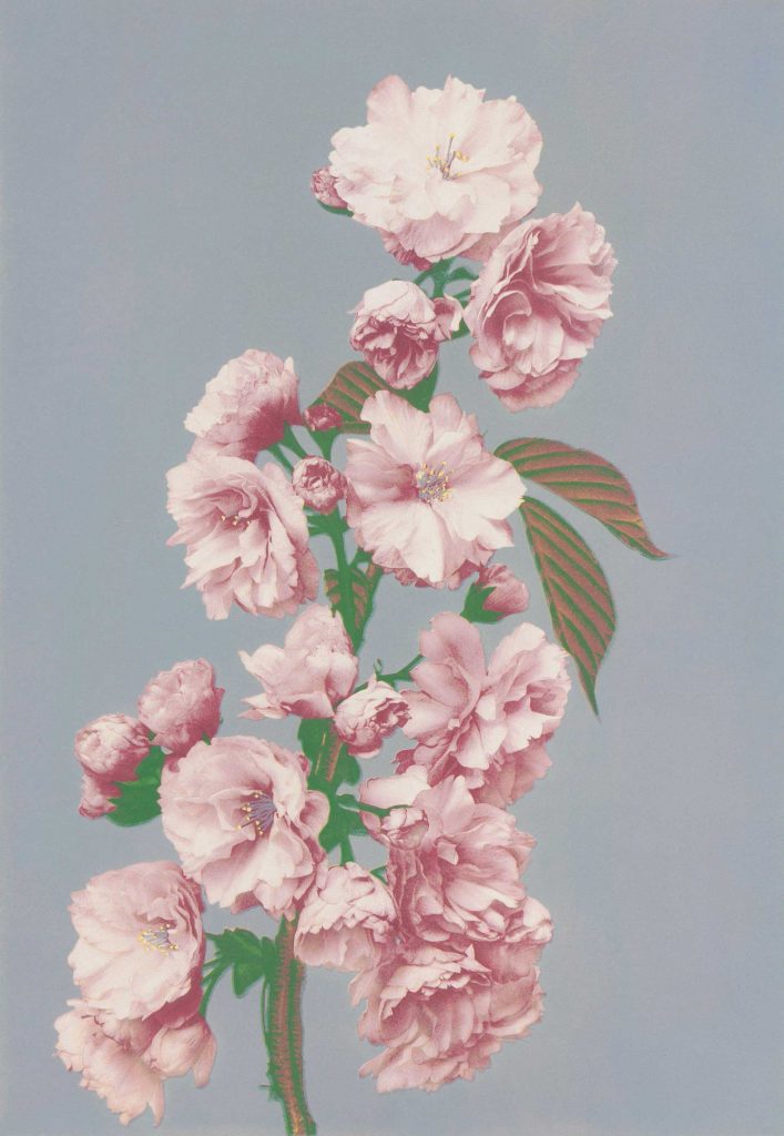 Beautiful photomechanical prints of Cherry Blossom (1887-1897) by Ogawa Kazumasa. Original from The Rijksmuseum.