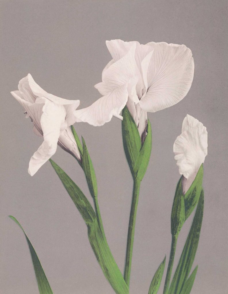 Beautiful photomechanical prints of White Irises (1887-1897) by Ogawa Kazumasa. Original from The Rijksmuseum.